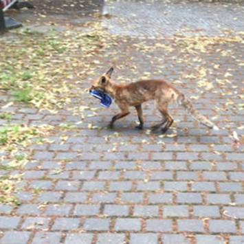 Der diebische Fuchs auf frischer Tat ertappt. (Bild: privat)